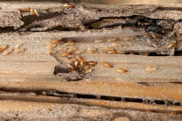 Best Local Pest Control Services  in Ckam Housing, HI